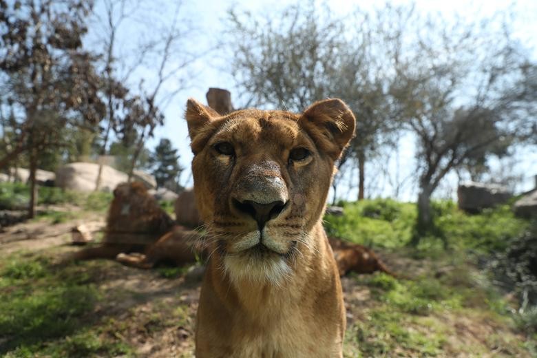 A lion is seen through a glass at the 'Buin Zoo' which is looking for sponsors to funds for food, maintenance and veterinary controls for its animals due the lockdown in Buin, Santiago, Chile. REUTERS/Ivan Alvarado